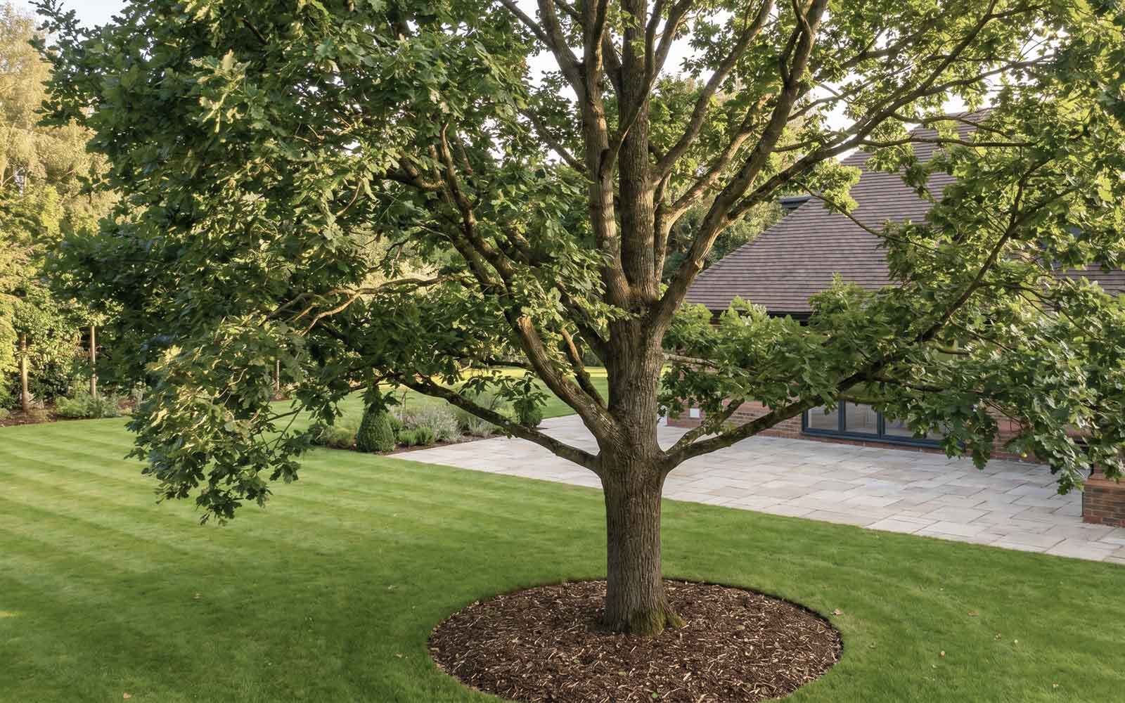 Greenwood Tree Surgery Work