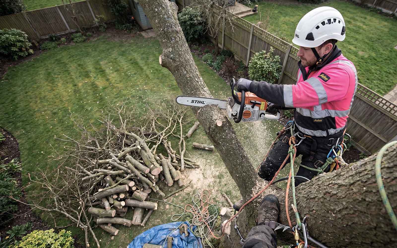 Greenwood Tree Surgery Work