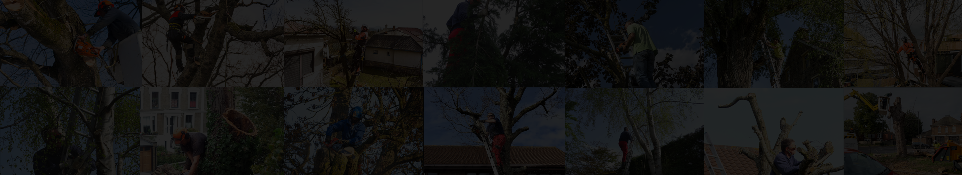 Greenwood Tree Surgery